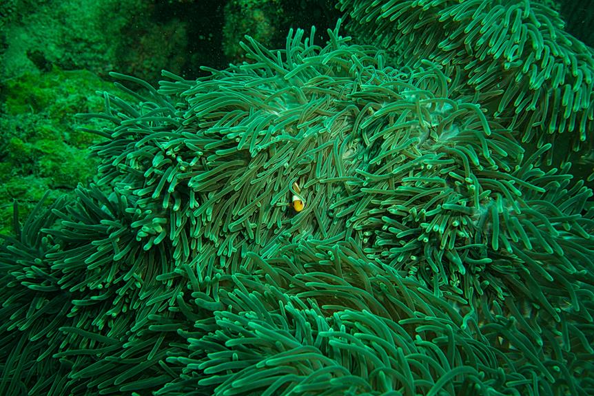 underwater adventures in cyprus